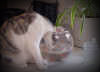 cat_fishglas.jpg (107566 Byte)
