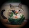 cat_fishglass.jpg (37266 Byte)